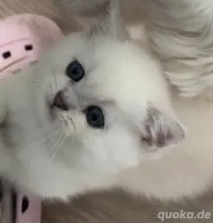 Wundeschöne Kitten Bild 10