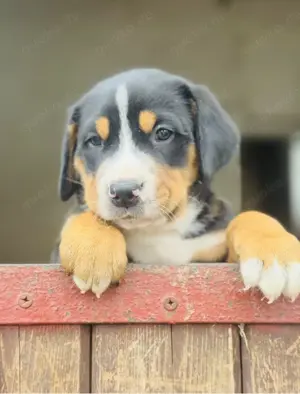 Große Schweizer Sennenhund Welpen 