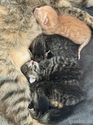 Babykatzen Kitten abzugeben 