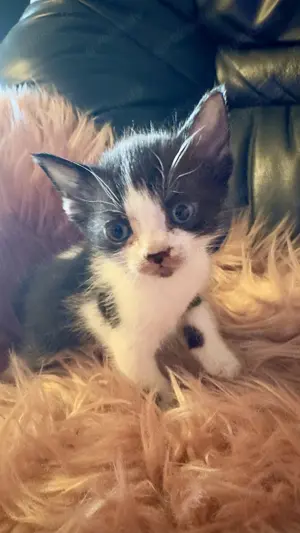 Schwarz weißer Elf Sphynx mit Behaarung 