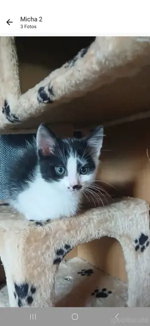 katzenbaby 10  wochen alt