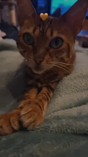Reinrassige Bengal Weibchen 