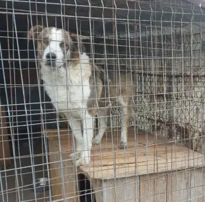 HARALD - wo findet er sein Glück? (wartet in Rumänien) Bild 6