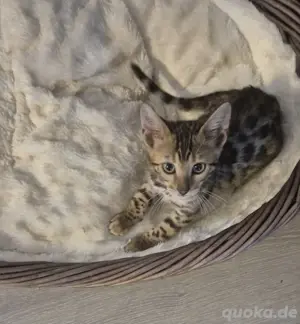 Wunderschöne Bengal kitten suchen ein tolles zuhause