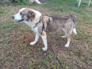 HARALD - wo findet er sein Glück? (wartet in Rumänien) Bild 3