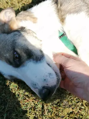 HARALD - wo findet er sein Glück? (wartet in Rumänien) Bild 7