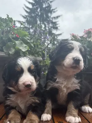 Bernersennen Hund Welpen Zuverkaufen 