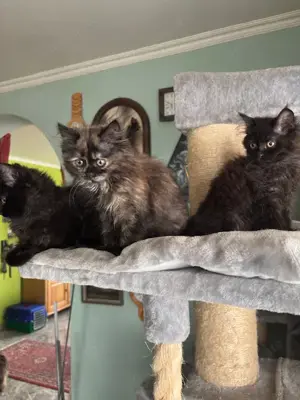 Katzenbabys Persermix