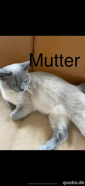Der letzte süße BKH Kitten Kater sucht ab Mitte Juli ein neues zu Hause! Bild 4