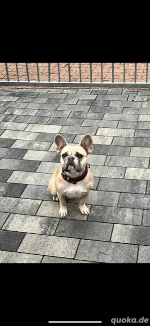 französische bulldoggen hündin sucht 