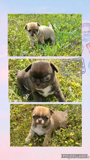 3 Chihuahua rüden suchen zu juli ein heim