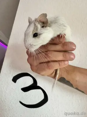 3er Degu Gruppe mit Käfig 