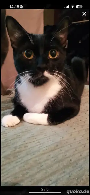 1 Katze und 1 Kater Geschwister 