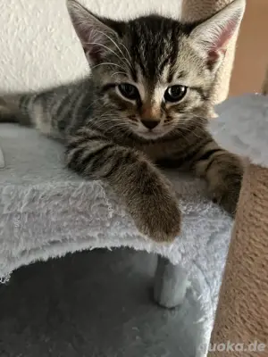 Kitten suchen bald ein neues Zuhause 