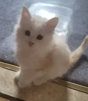 Maine Coon Kätzin sucht ihren Kuschelplatz auf Lebenszeit Bild 4