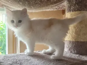 Maine Coon Kätzin sucht ihren Kuschelplatz auf Lebenszeit Bild 3