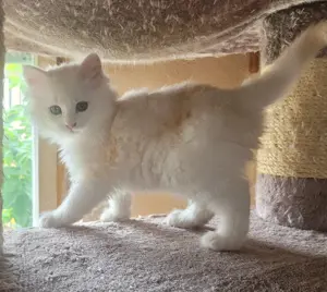 Maine Coon Kätzin sucht ihren Kuschelplatz auf Lebenszeit Bild 2