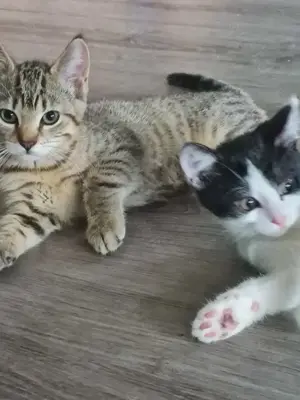Süße Katzenbabys suchen ein liebevolles Zuhause 