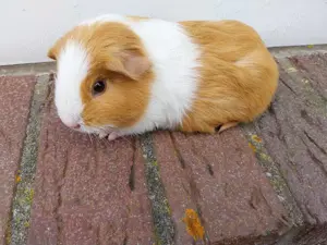 Kleine hübsche Meerschweinchen Mädchen 
