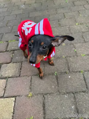 Rehpinscher 5 Monate