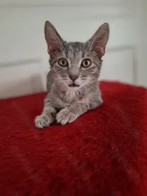 Junge Katze weiblich 