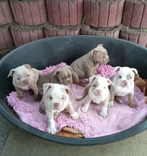 Letzte 5 Old Englische Bulldogge,english Bulldog Welpen, OEB Welpen, mit Ahnentafel. Abgabebereit.