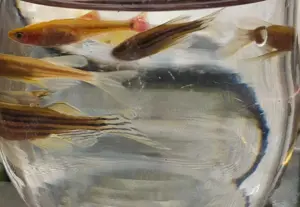 Zebrabärblinge schleier, naturfarben oder Gold