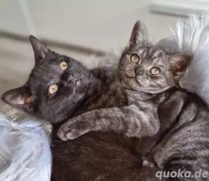 BKH Kitten. Sehr zahm und zutraulich
