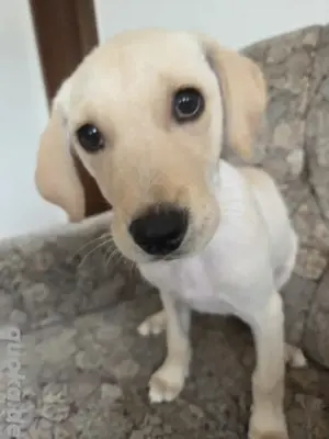 Golden Retriever und Labrador 