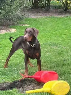 Jazz, ein toller Hund wünscht sich seine Familie                                                    