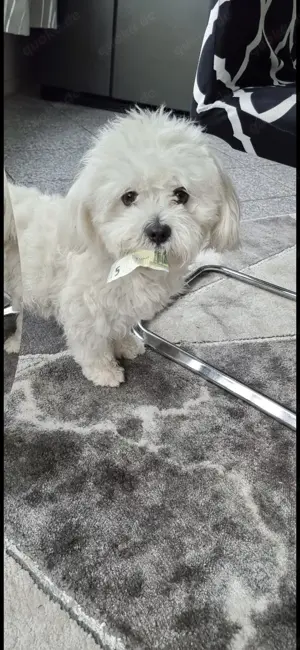 Bichon Malteser Deckrüde