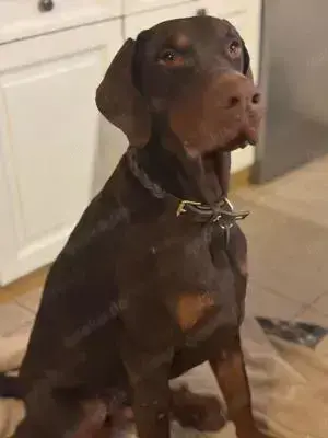 Jazz, ein toller Hund wünscht sich seine Familie  