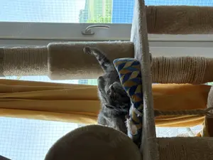 Hauskatze zu verkaufen