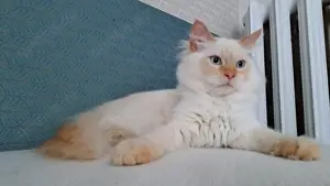 Junge Kater neva masquarade mit Stammbaum sibirische