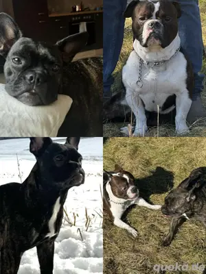 Bulldoggen Mischlingswelpen