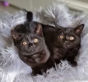 BKH Kitten, 2 Männchen. Abgabebereit!