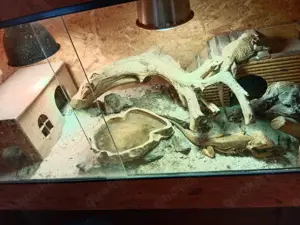 Bartagamen mit großem Terrarium zu verkaufen 