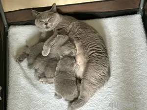 Wunderschöne reinrassige BKH Kitten 