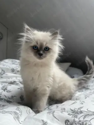 Unser Birmakittenmädchen such dich!