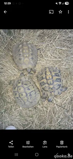 Schildkröten 