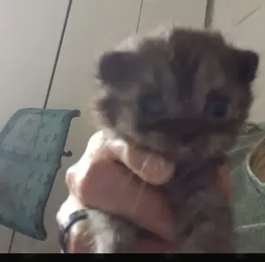 Britisch Kurzhaar Katze 