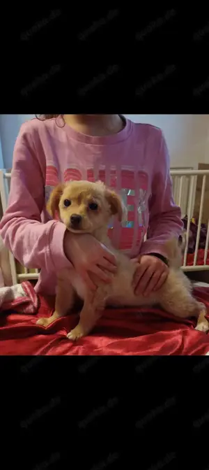 Chihuahua Mix Weibchen sucht neues Zuhause 