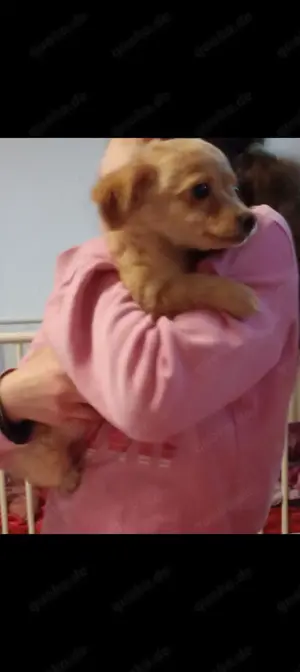 Chihuahua Mix Weibchen sucht neues Zuhause 