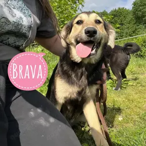 Brava, ganz liebe und brave Junghündin, Labrador   Dachsbracke Mix