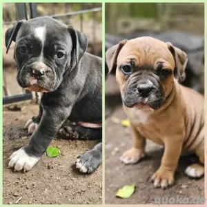 Old english bulldog Welpen 