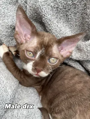 devon rex kater , Stammbaum von FIFE 