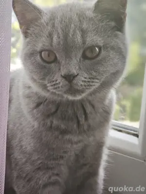BKH Verschmuster kater 17 wochen alt