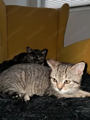 BKH Mix Kitten, sofort abgabebereit
