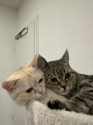 geschwisterkatzen suchen liebevolle hände und ein neues zuhause