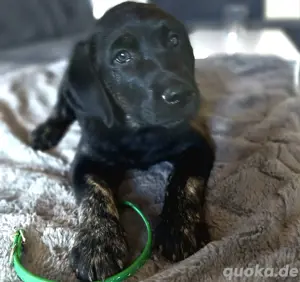 Labrador goldenredriever Welpen